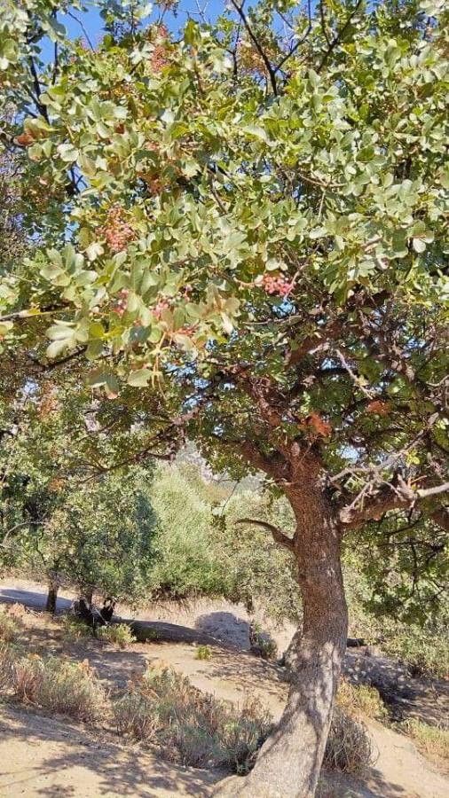 Pistacia palaestina habit