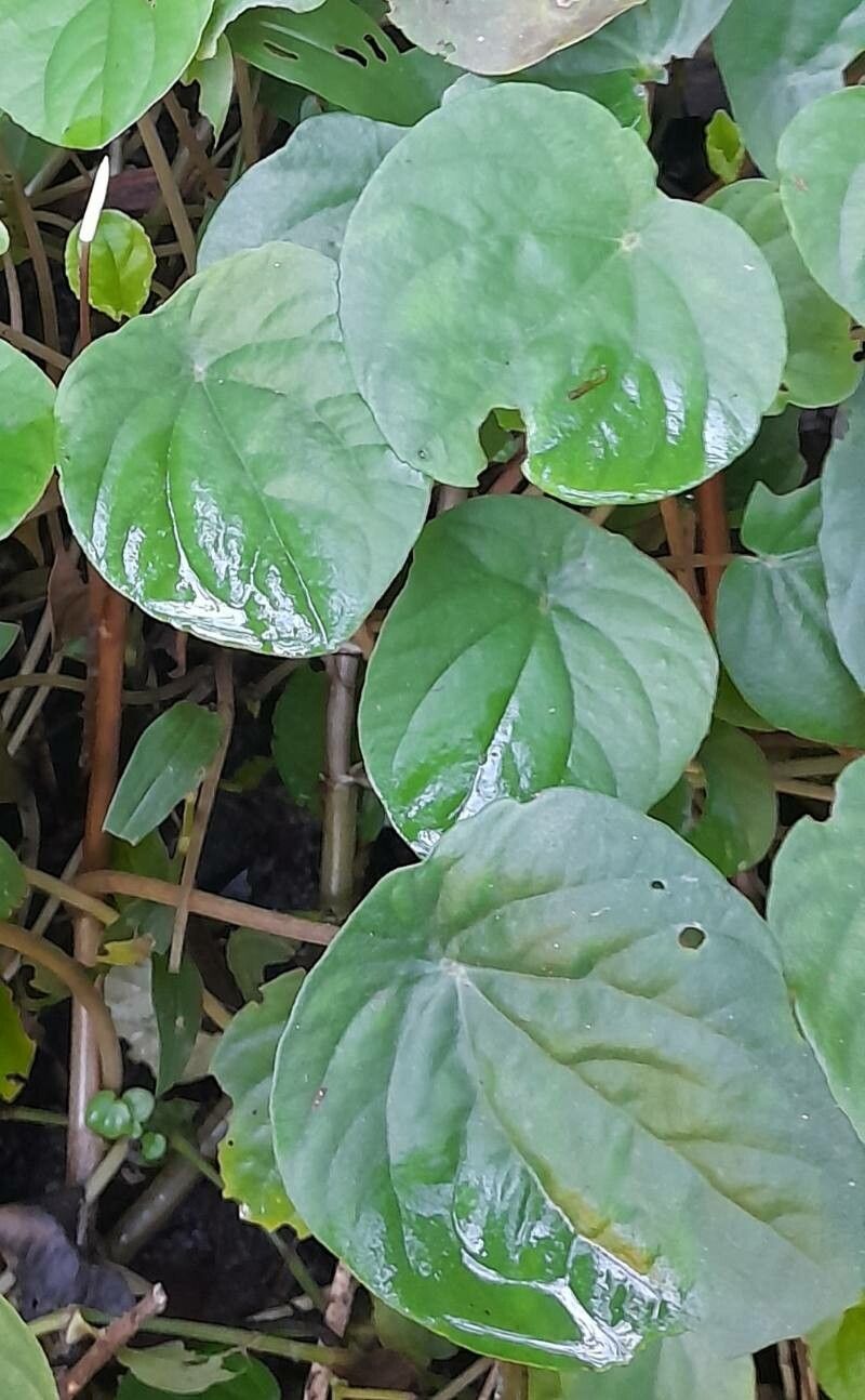 Peperomia arifolia — search result for 'Peperomia'