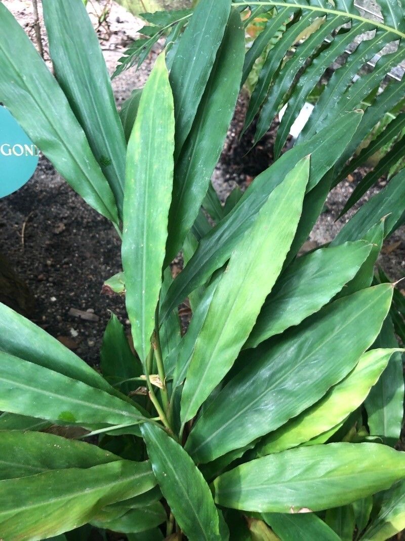 Swietenia macrophylla — search result for 'Philippines'