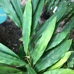 Swietenia macrophylla