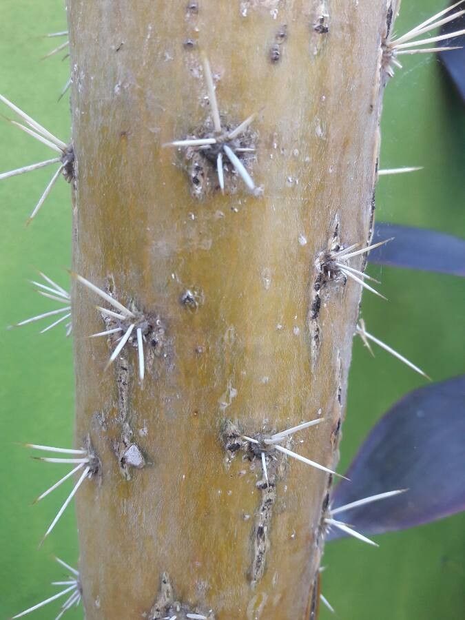 Pereskia lychnidiflora bark
