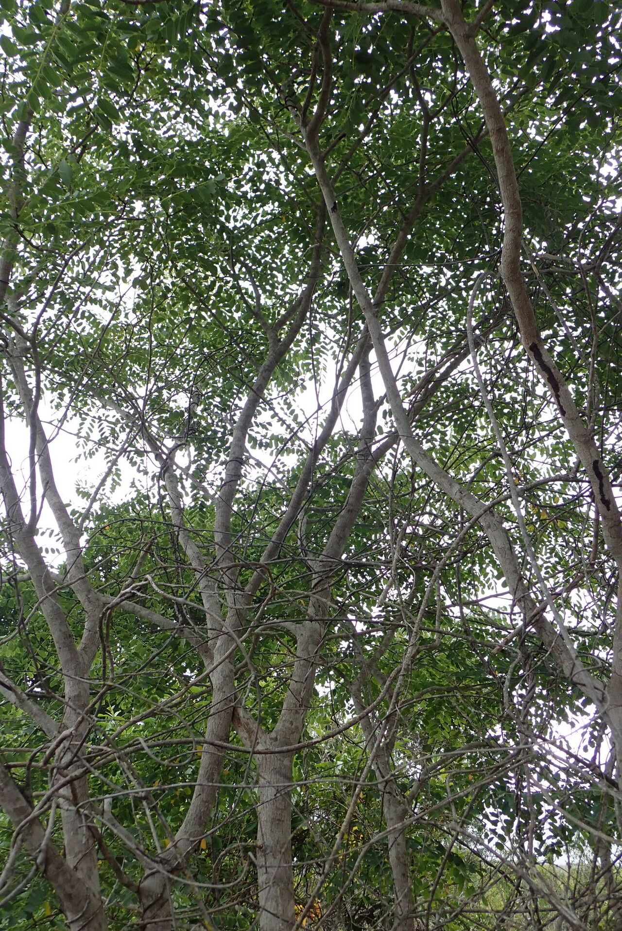 Dalbergia hildebrandtii habit