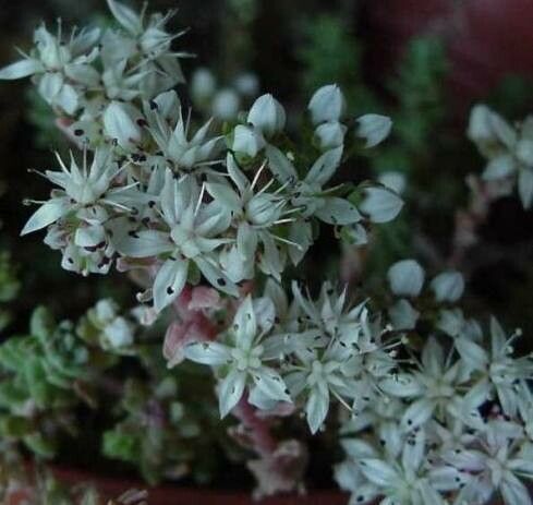 Sedum farinosum flower