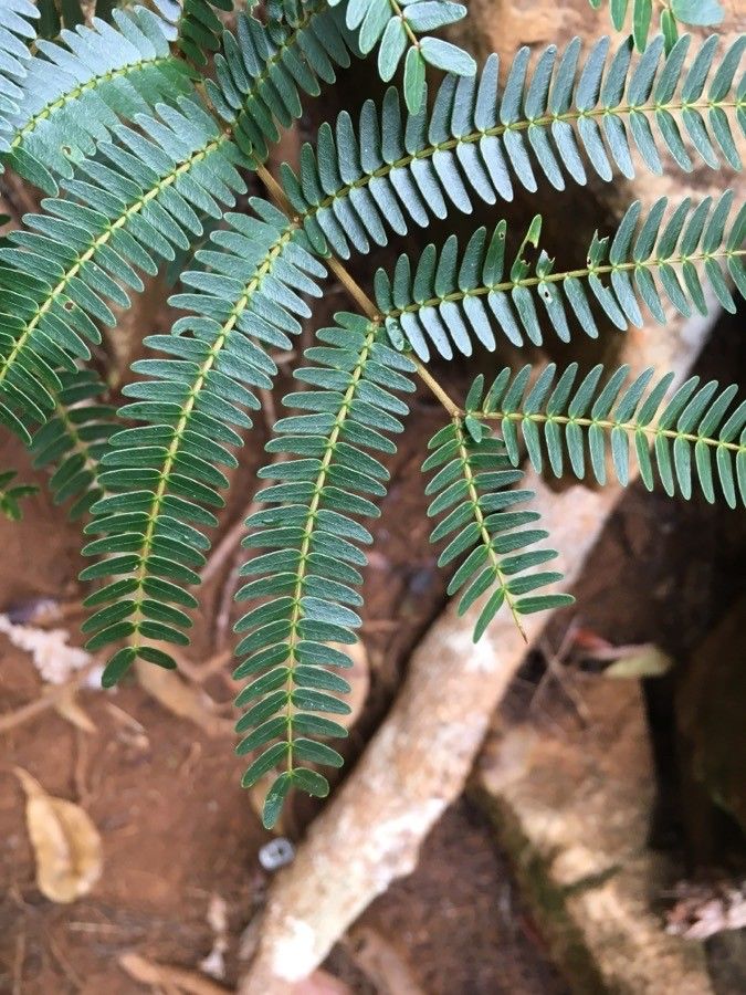 Archidendropsis granulosa — related species from the same genus