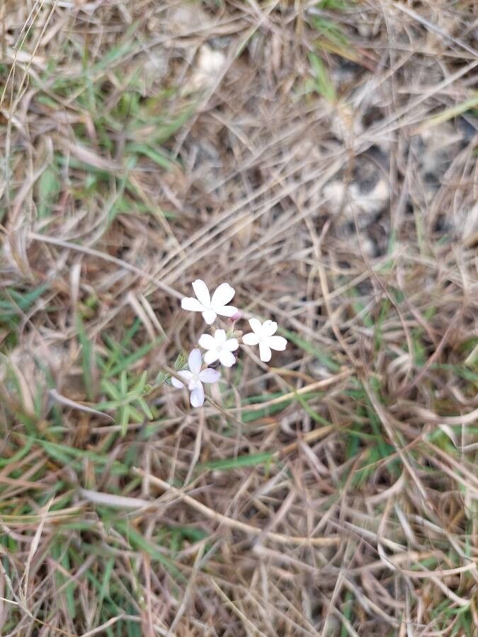 Euploca tenella flower