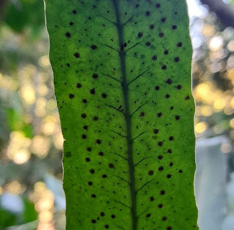 Campyloneurum repens fruit