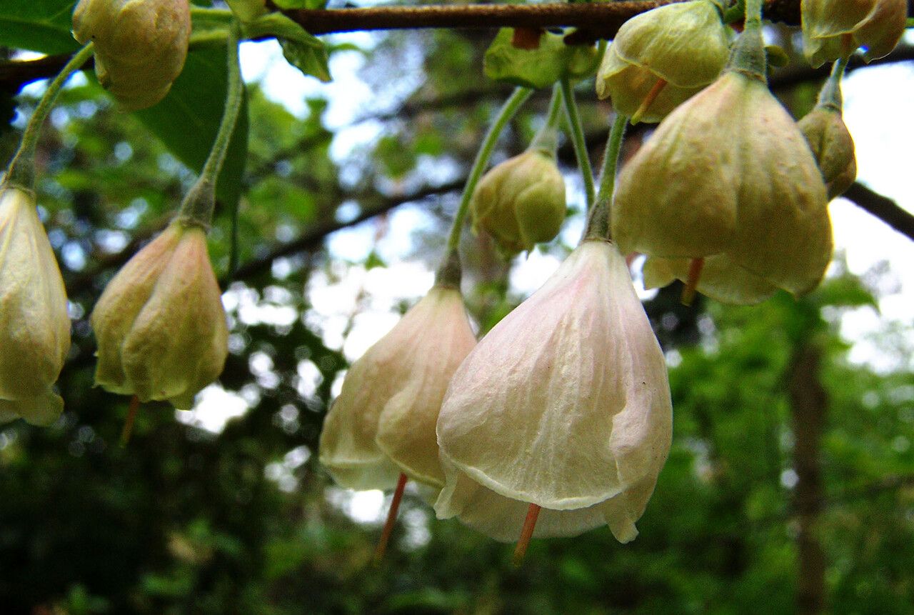 Halesia carolina flower