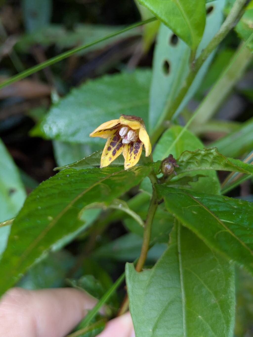 Capsicum geminifolium — search result for 'Capsicum'