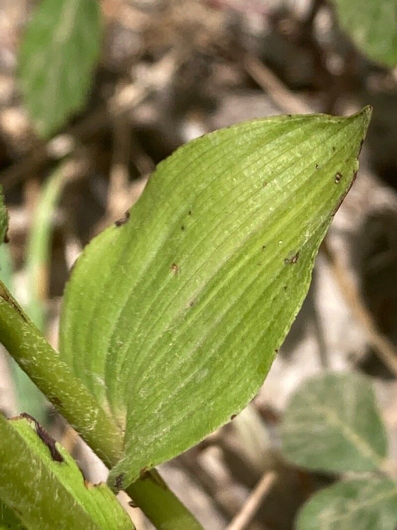 Epipactis bugacensis