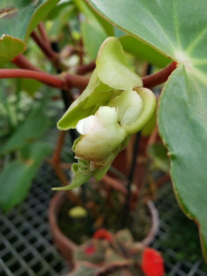 Begonia sanguinea flower