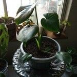 Philodendron microstictum