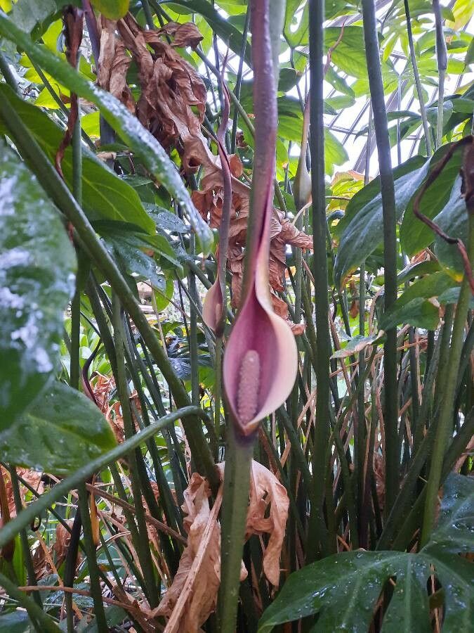 Lasia spinosa flower