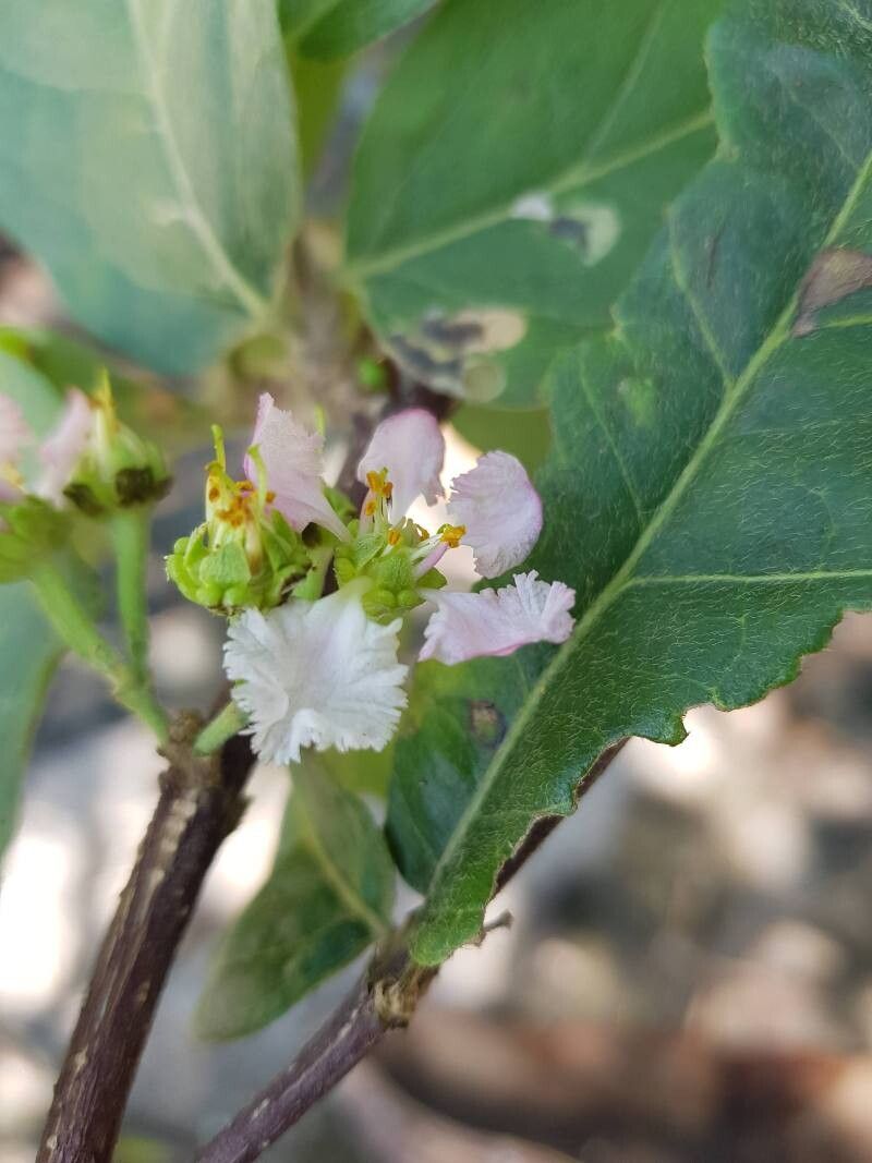 Malpighia stevensii flower