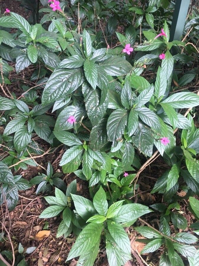 Ruellia subsessilis habit