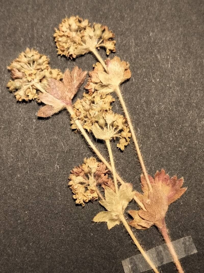 Alchemilla subsericea flower