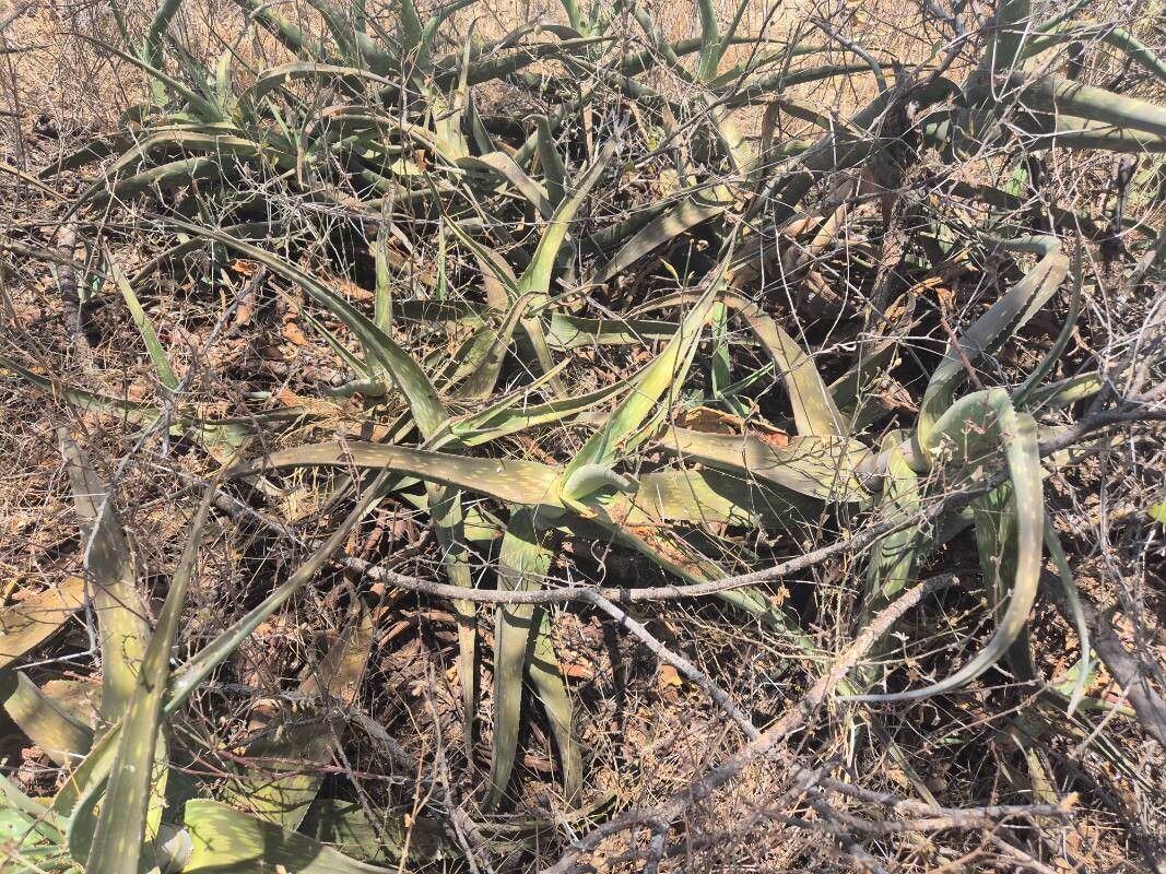 Aloe scabrifolia leaf