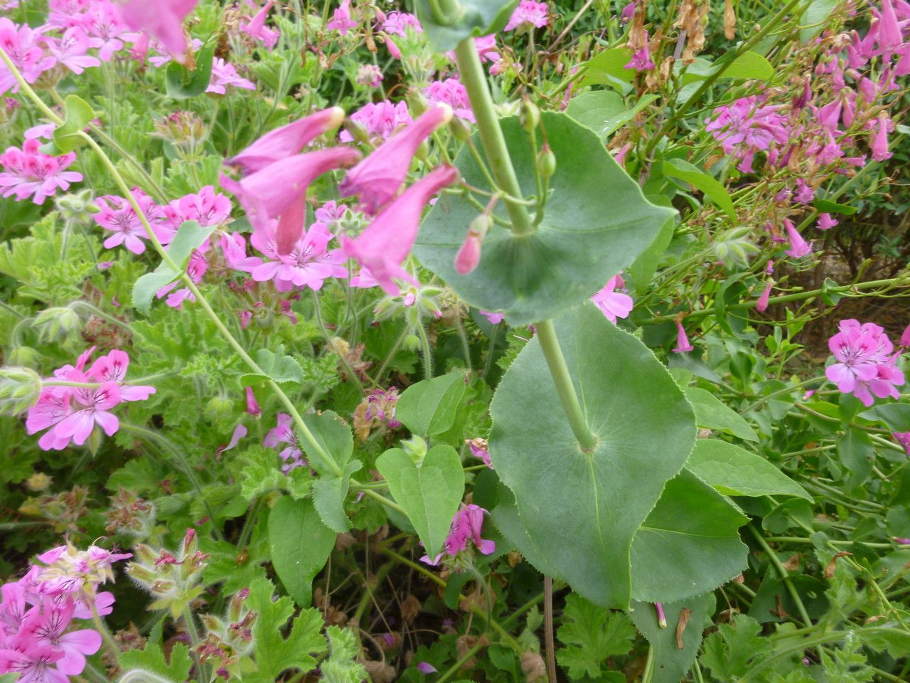Penstemon clevelandii — search result for 'Penstemon'