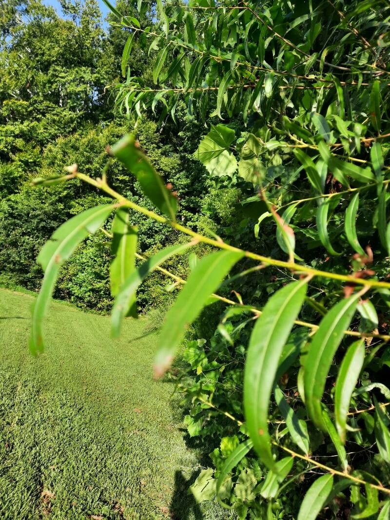 Salix caroliniana leaf