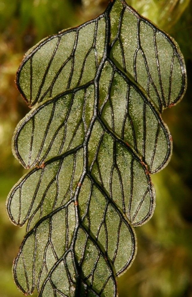 Hymenophyllum rolandi-principis — houseplant care guide