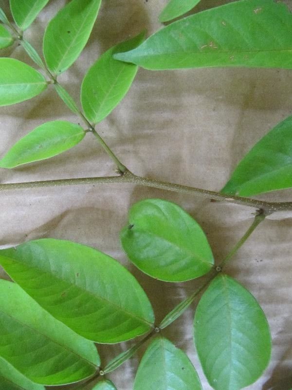 Inga thibaudiana other