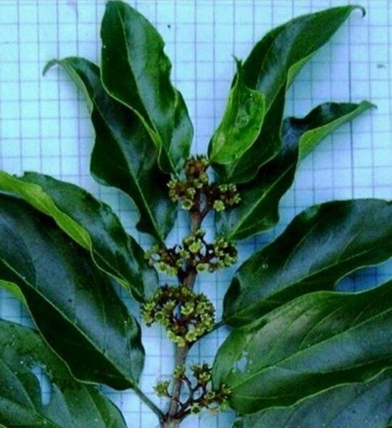 Colubrina glandulosa flower