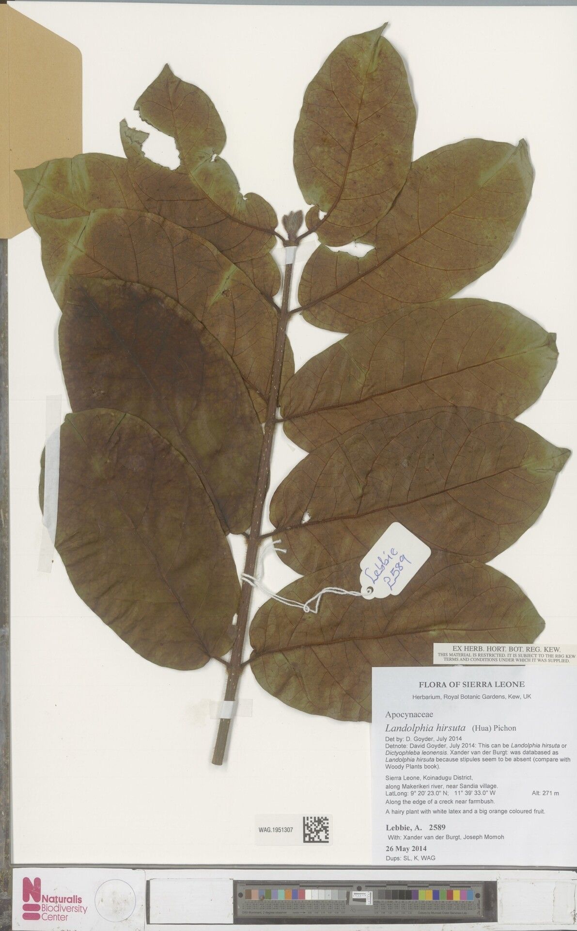 Landolphia hirsuta — houseplant care guide