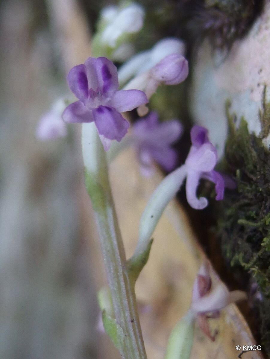 Cynorkis subtilis — houseplant care guide