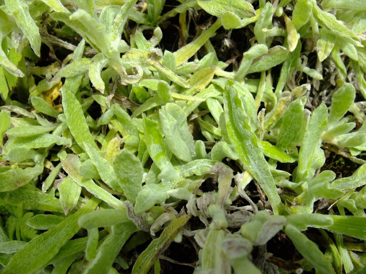 Helichrysum graveolens — search result for 'Helichrysum'