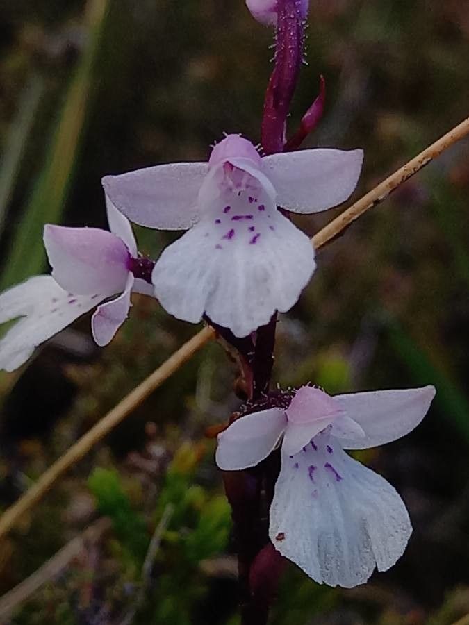 Cynorkis constellata flower