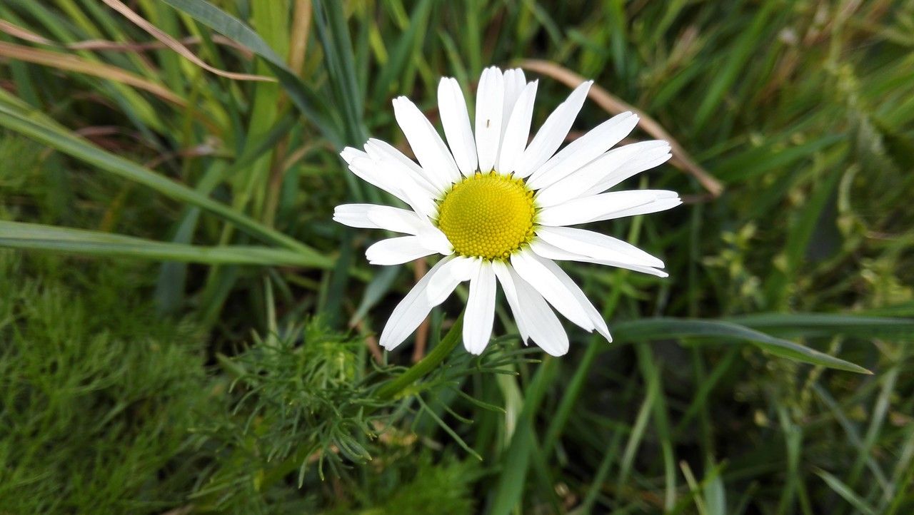 Tripleurospermum maritimum flower