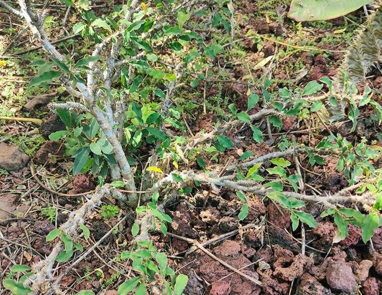 Euphorbia retrospina — houseplant care guide