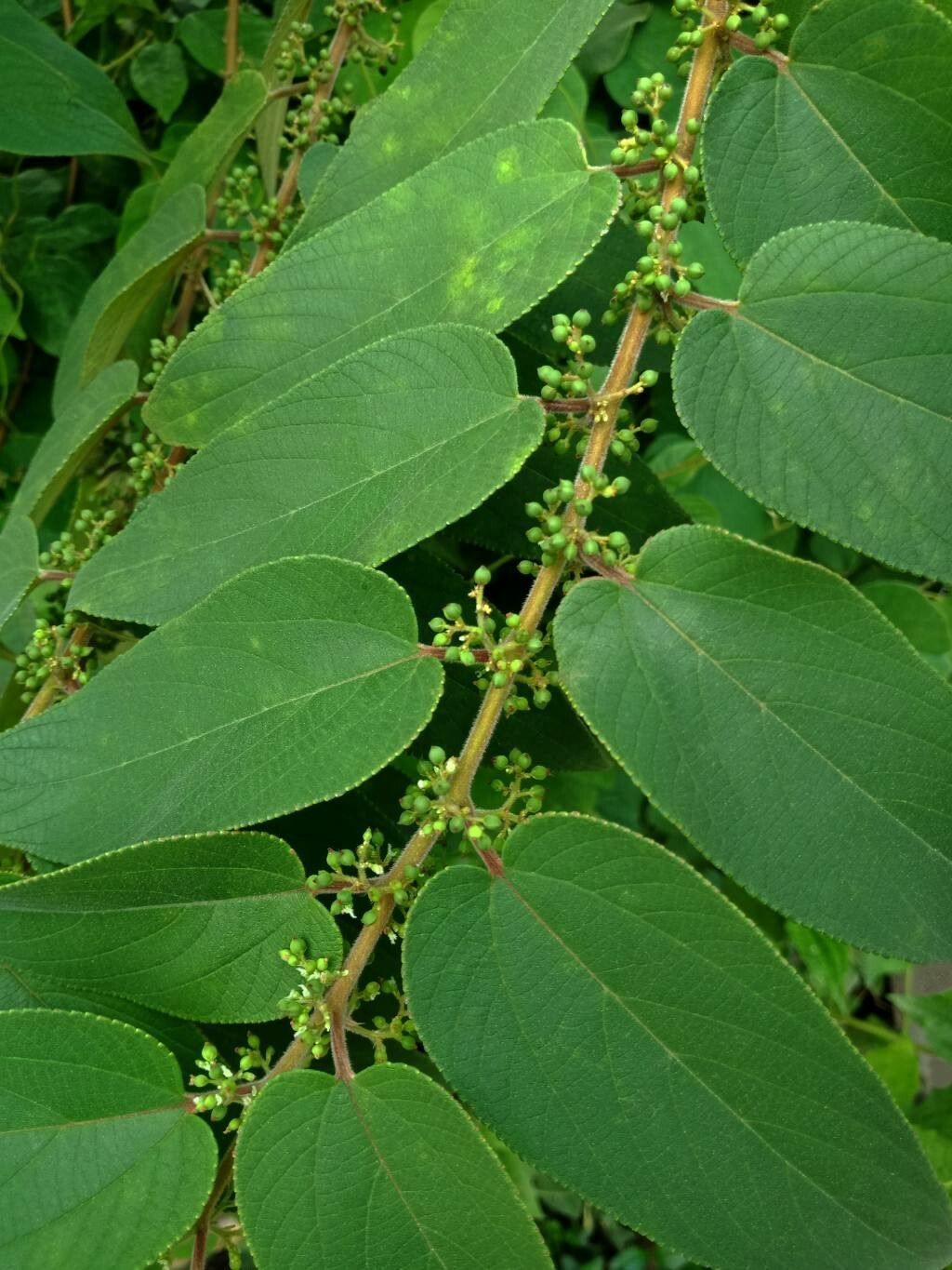 Trema orientalis leaf