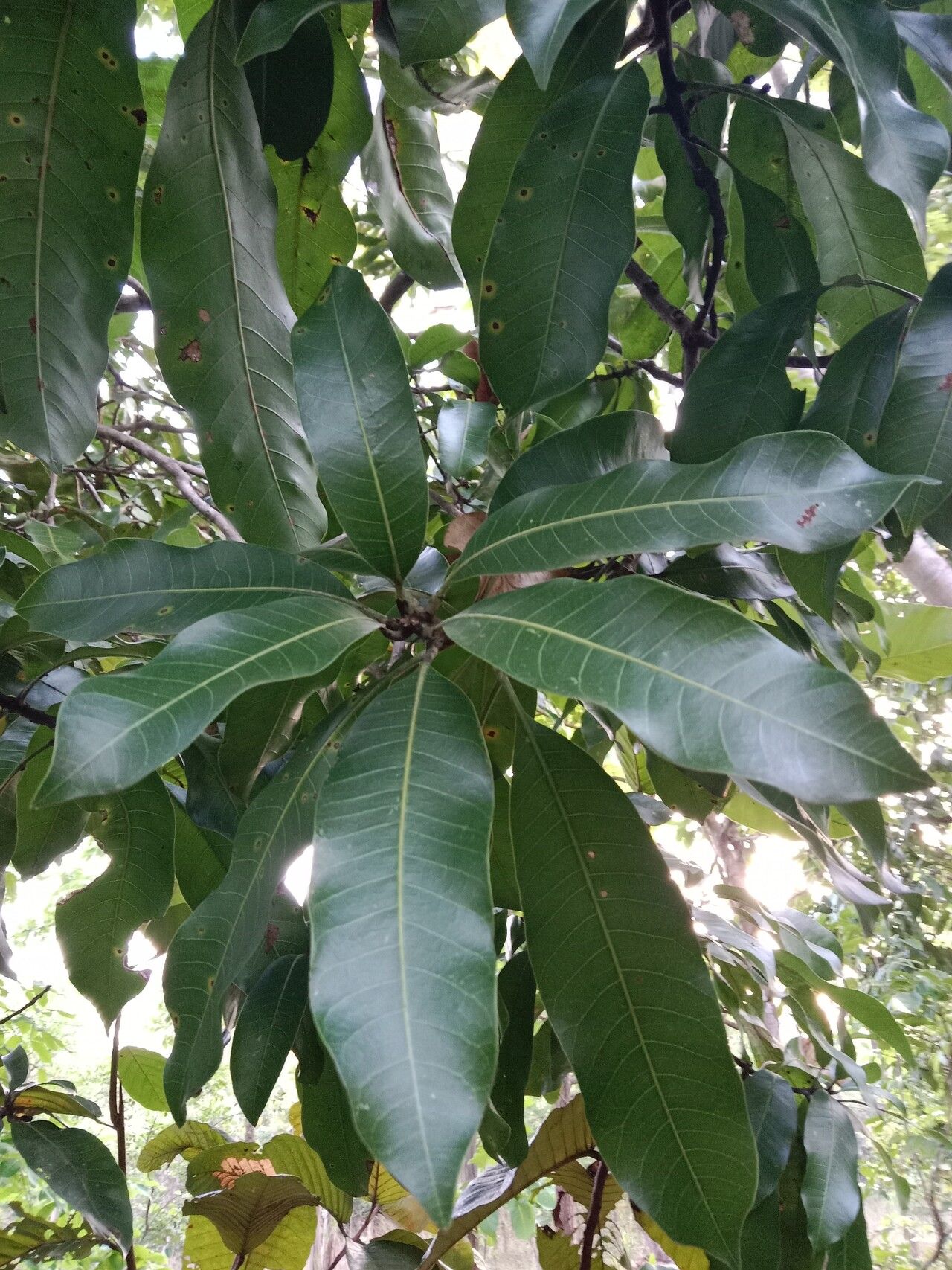 Mangifera caloneura