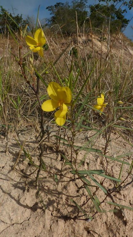 Chamaecrista flexuosa habit