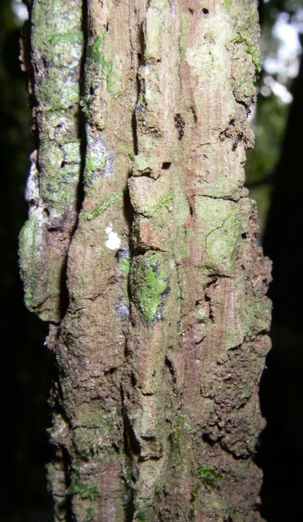 Aristolochia translucida bark