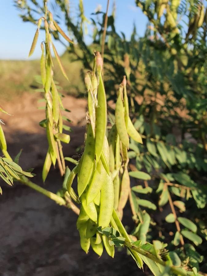 Astragalus atropilosulus fruit