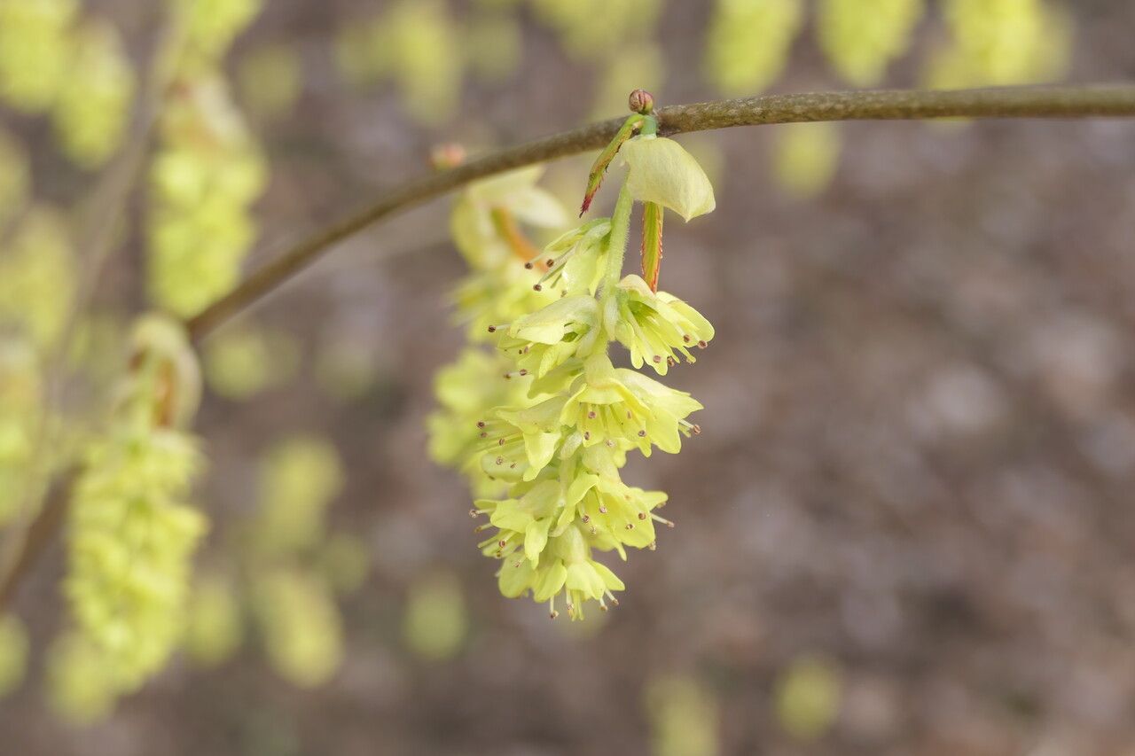 Corylopsis sinensis flower