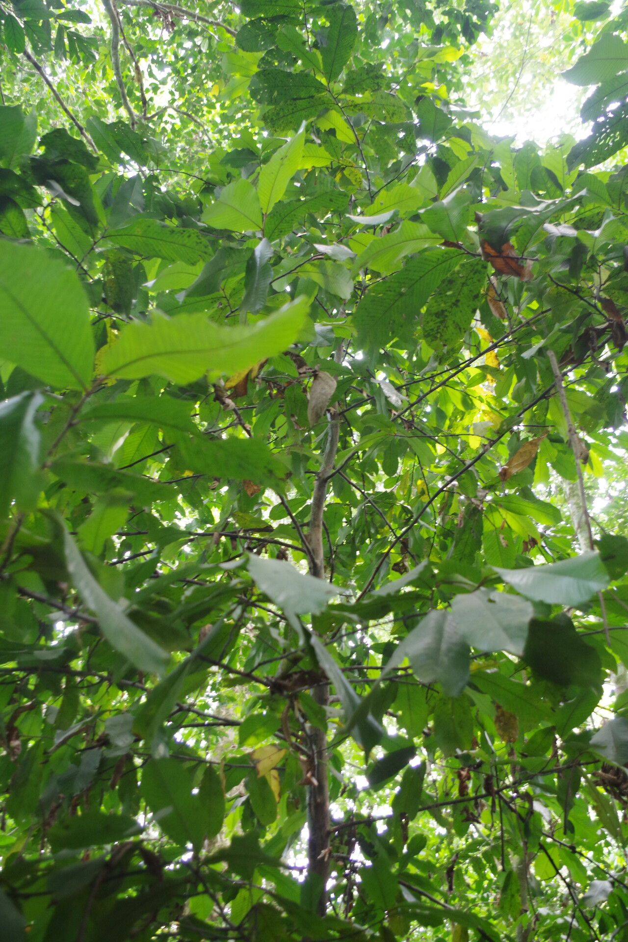 Piptostigma goslineanum — related species from the same genus