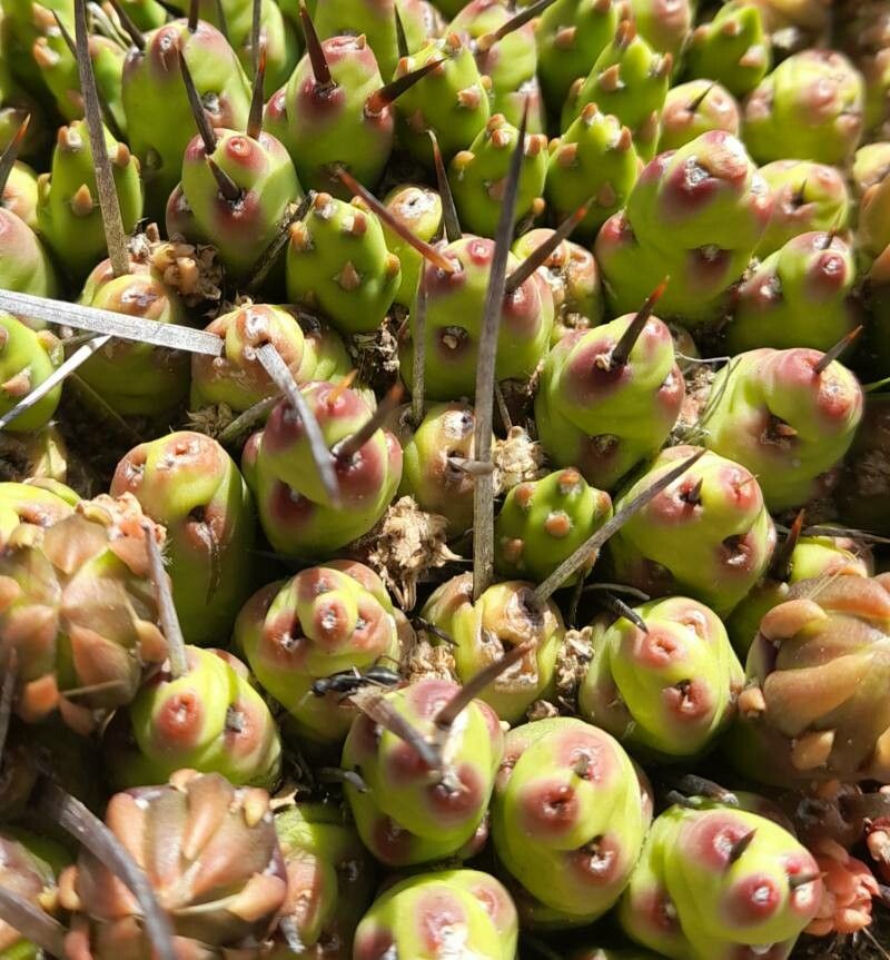 Maihueniopsis molfinoi — houseplant care guide