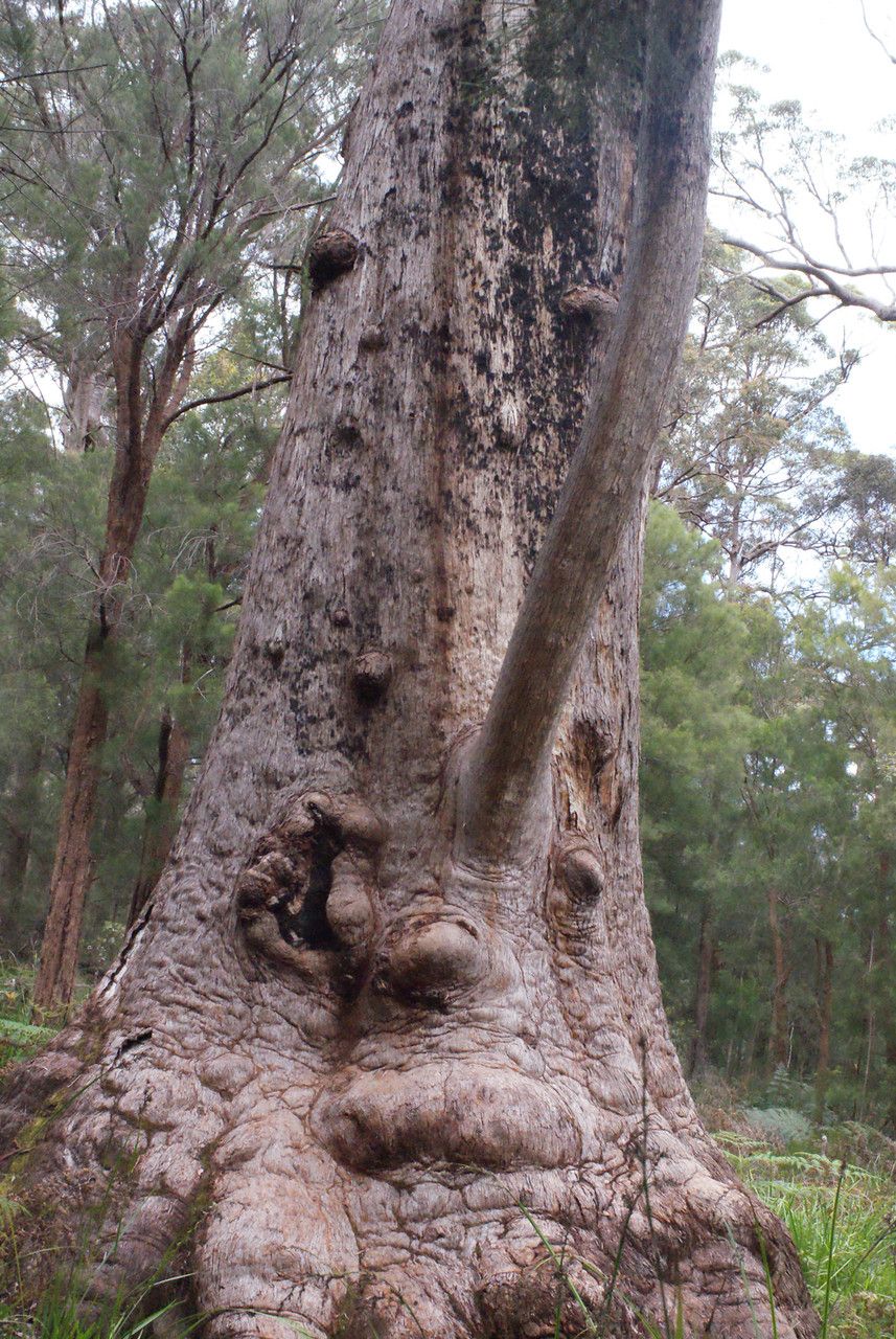 Eucalyptus jacksonii habit