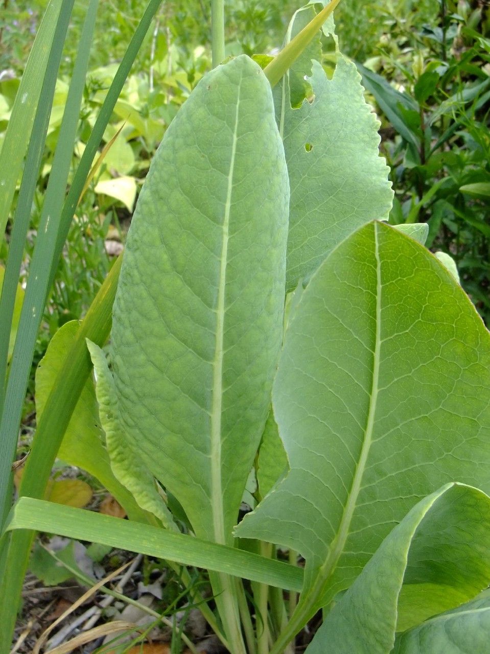 Ligularia taquetii leaf