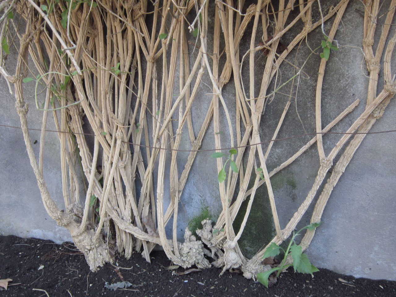 Verbesina crocata habit