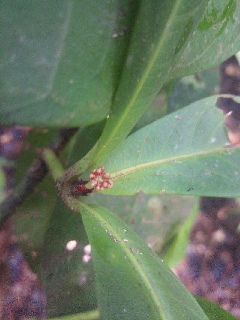 Ixora piresii flower
