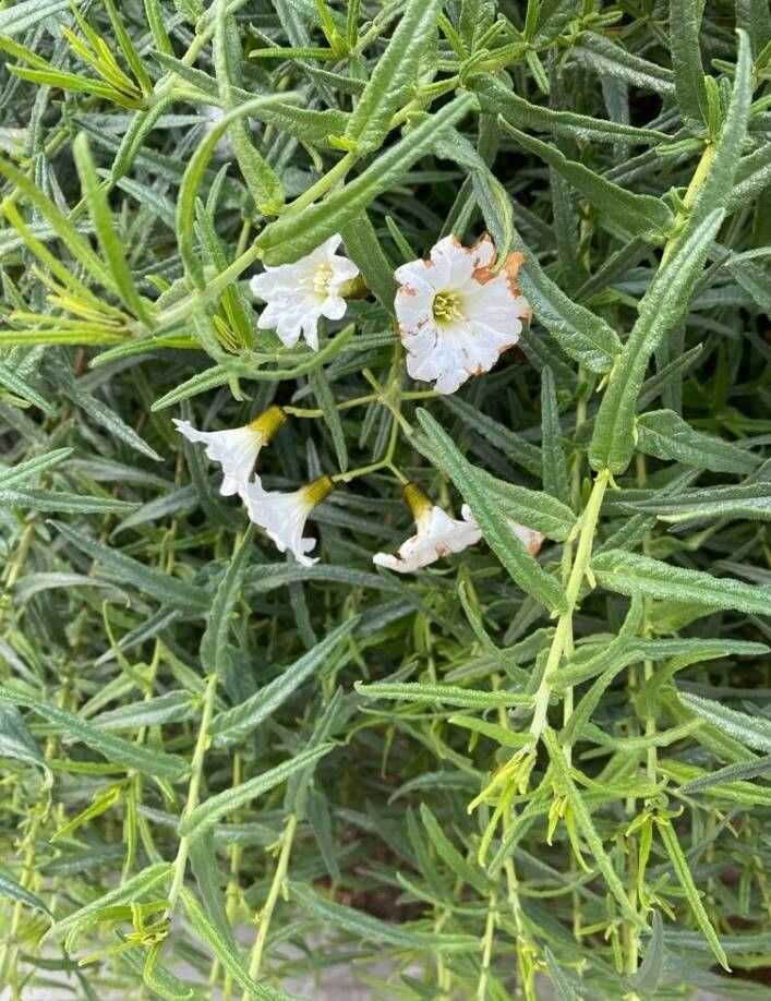 Heliotropium greggii — search result for 'Heliotropium'