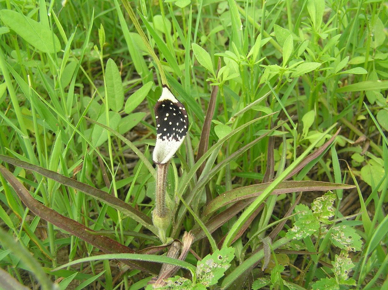 Aristolochia erecta flower