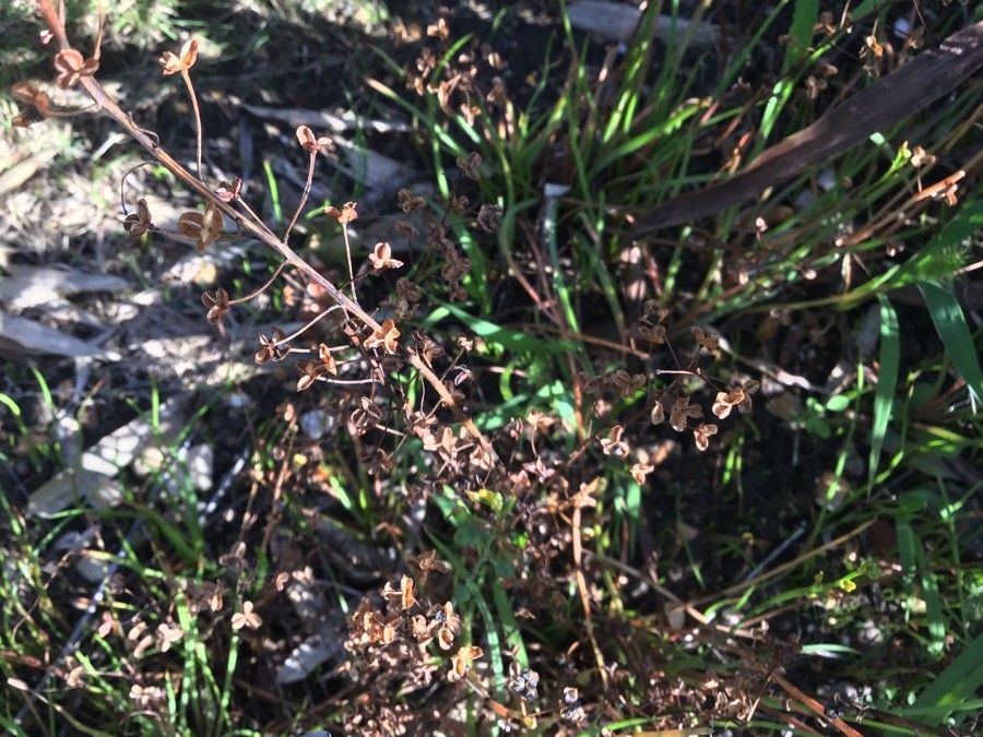 Bulbine semibarbata other