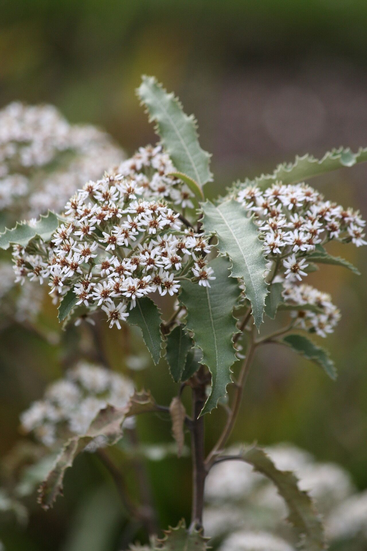 Olearia ilicifolia flower