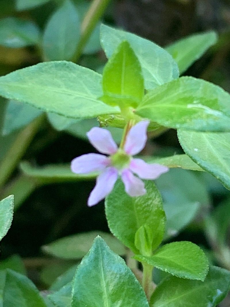 Cuphea strigulosa flower