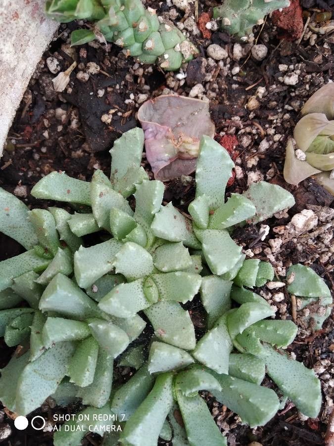 Stomatium mustelinum bark