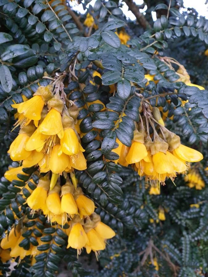 Sophora denudata flower